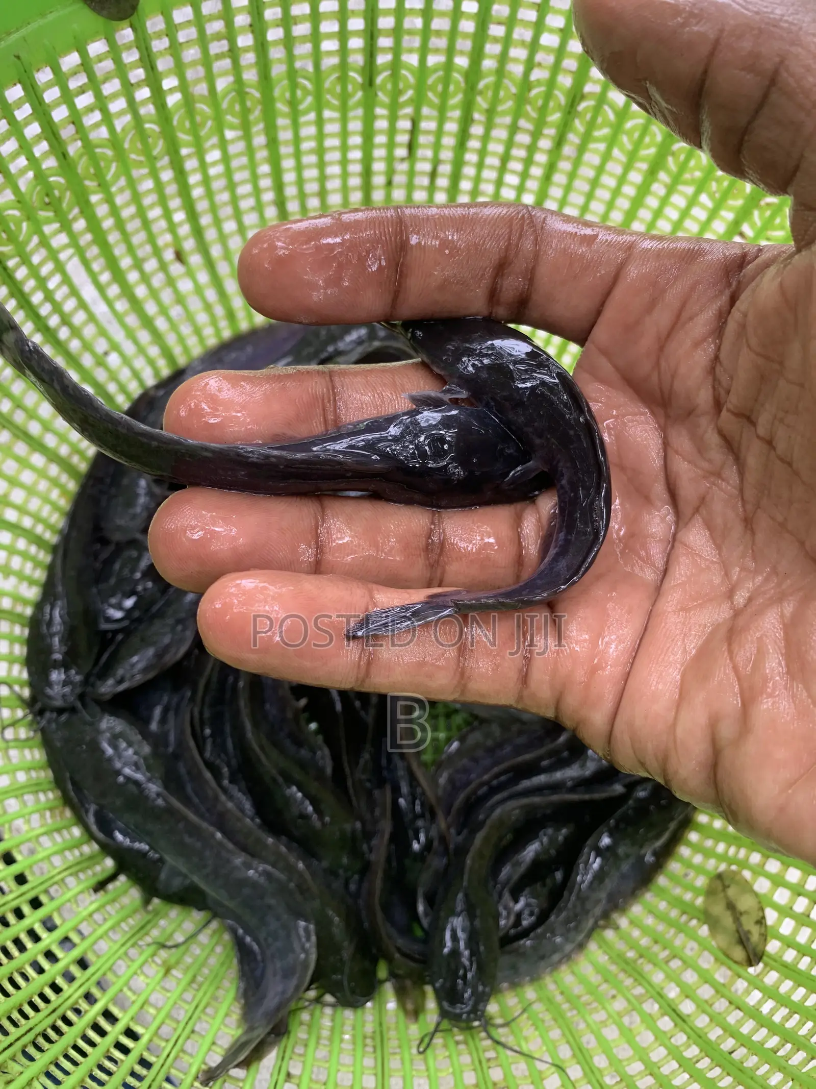 Catfish Fingerlings
