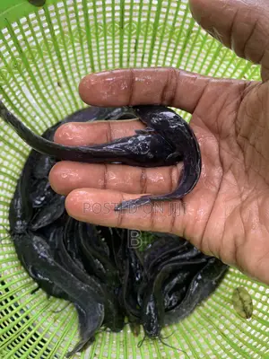 Catfish Fingerlings