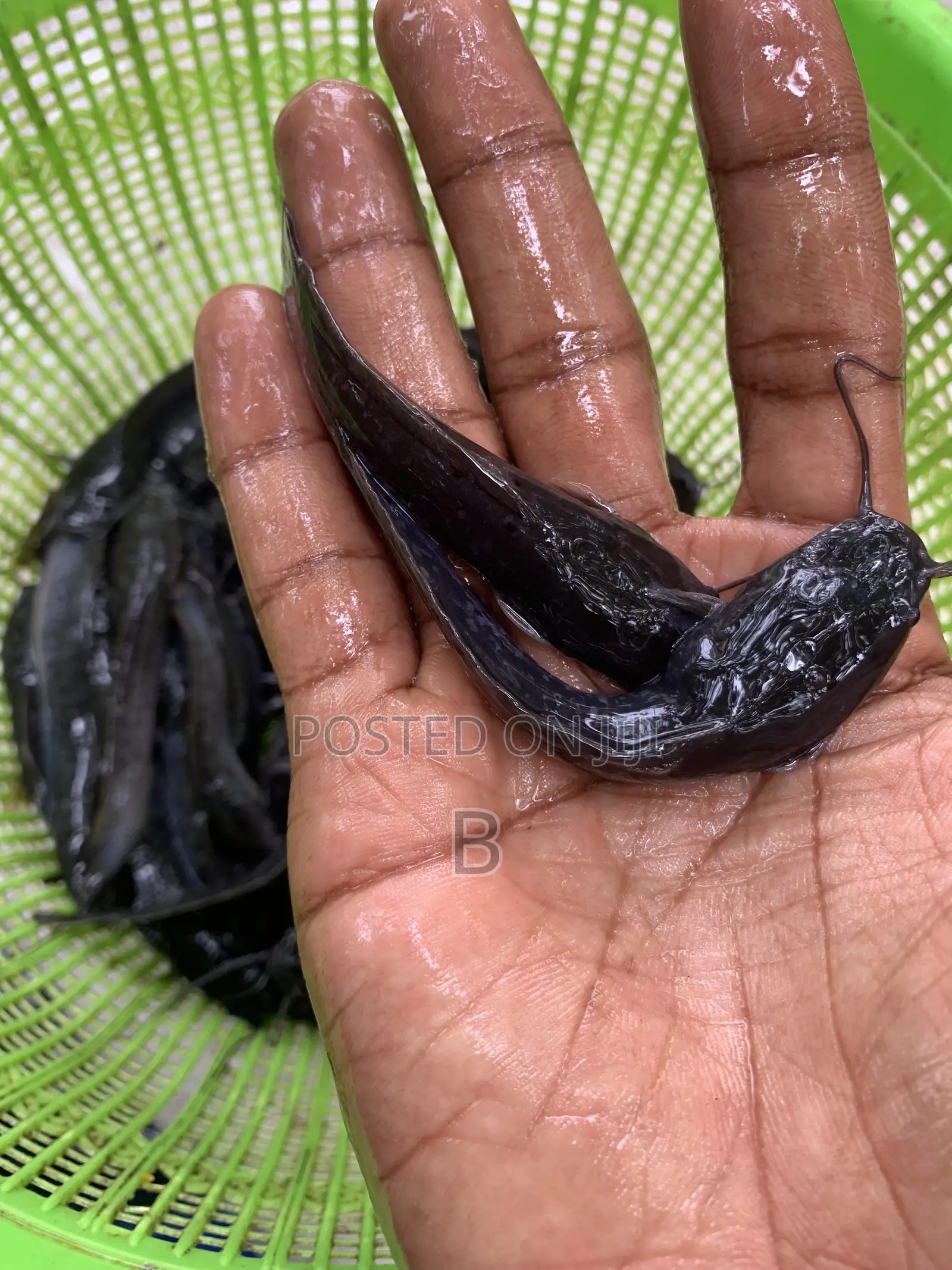 Catfish Fingerlings