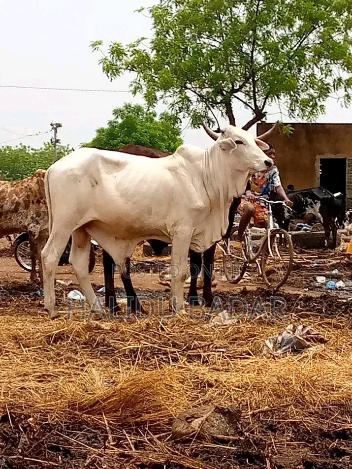 Healthy and Strong
