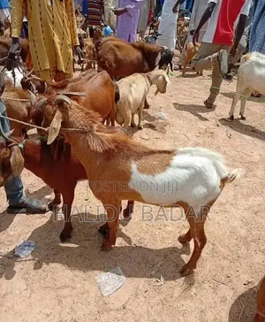 Strong Goats