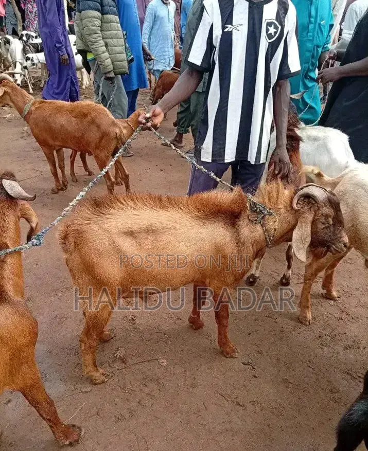 Strong Goats