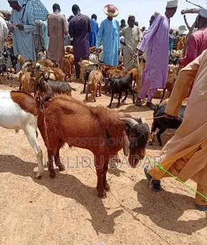 Strong Goats