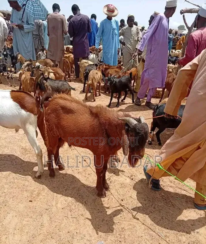 Strong Goats