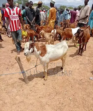 Strong Goats