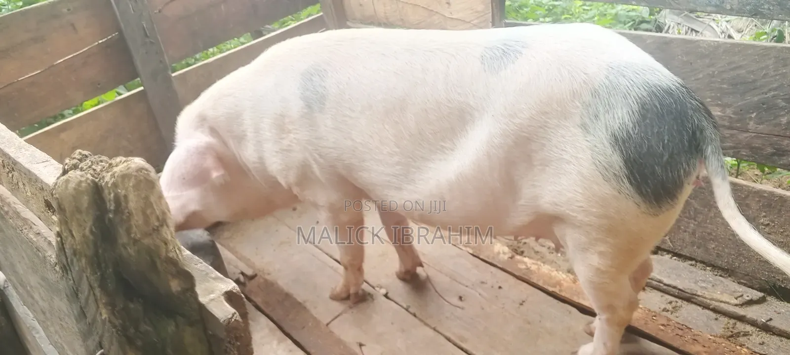 Malikus Pigs