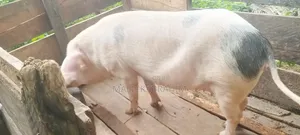 Malikus Pigs