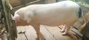 Malikus Pigs