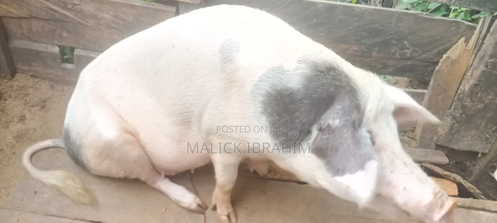 Malikus Pigs