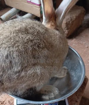 Live Rabbits