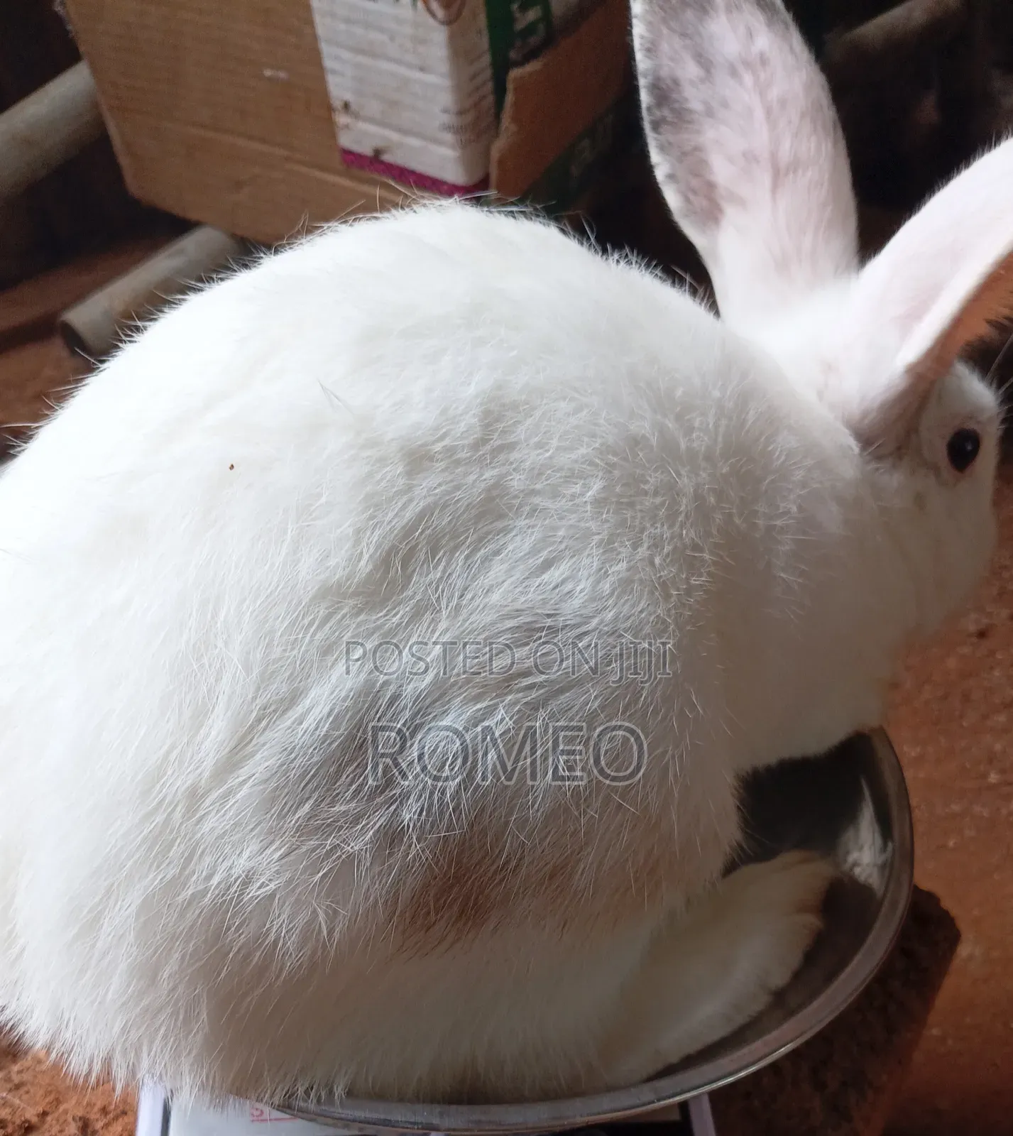 Live Rabbits