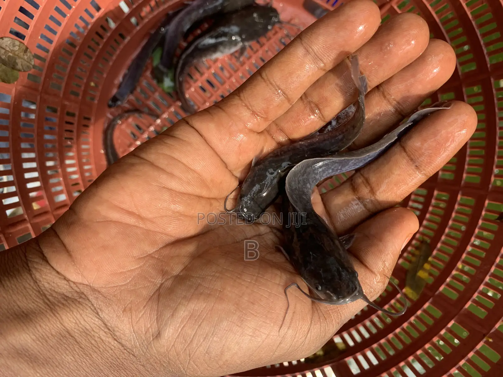 Catfish Fingerlings