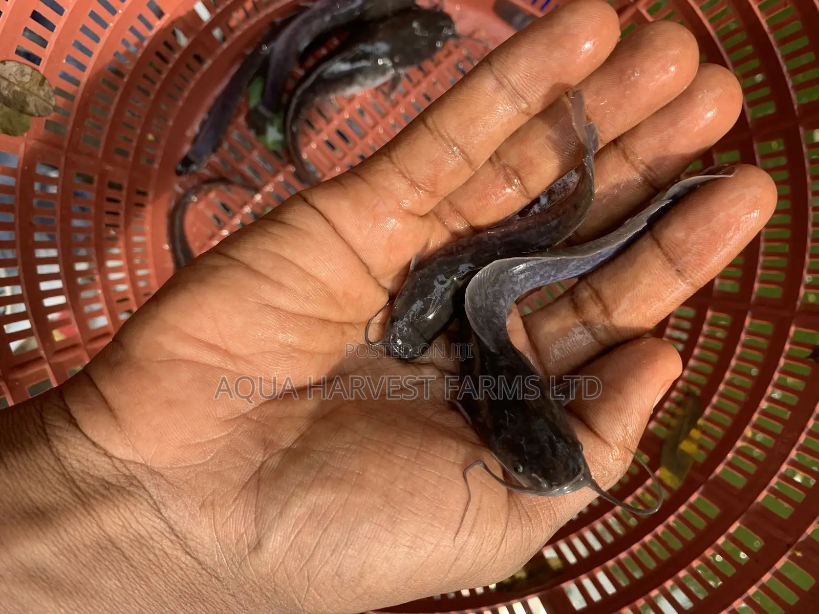 Catfish Fingerlings