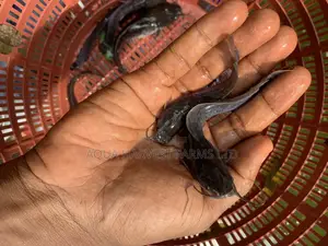 Catfish Fingerlings