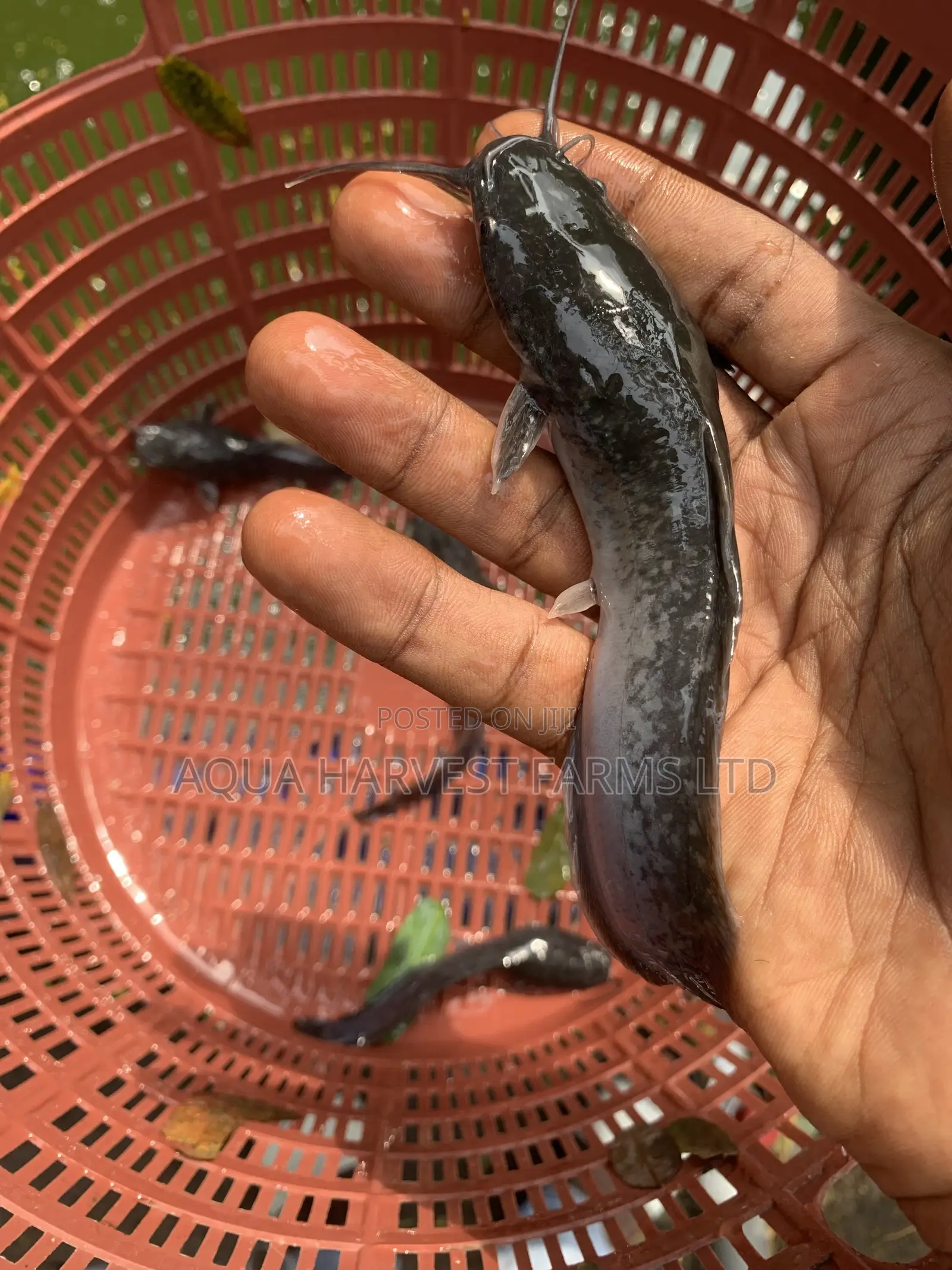 Catfish Fingerlings