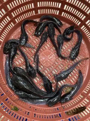 Catfish Fingerlings