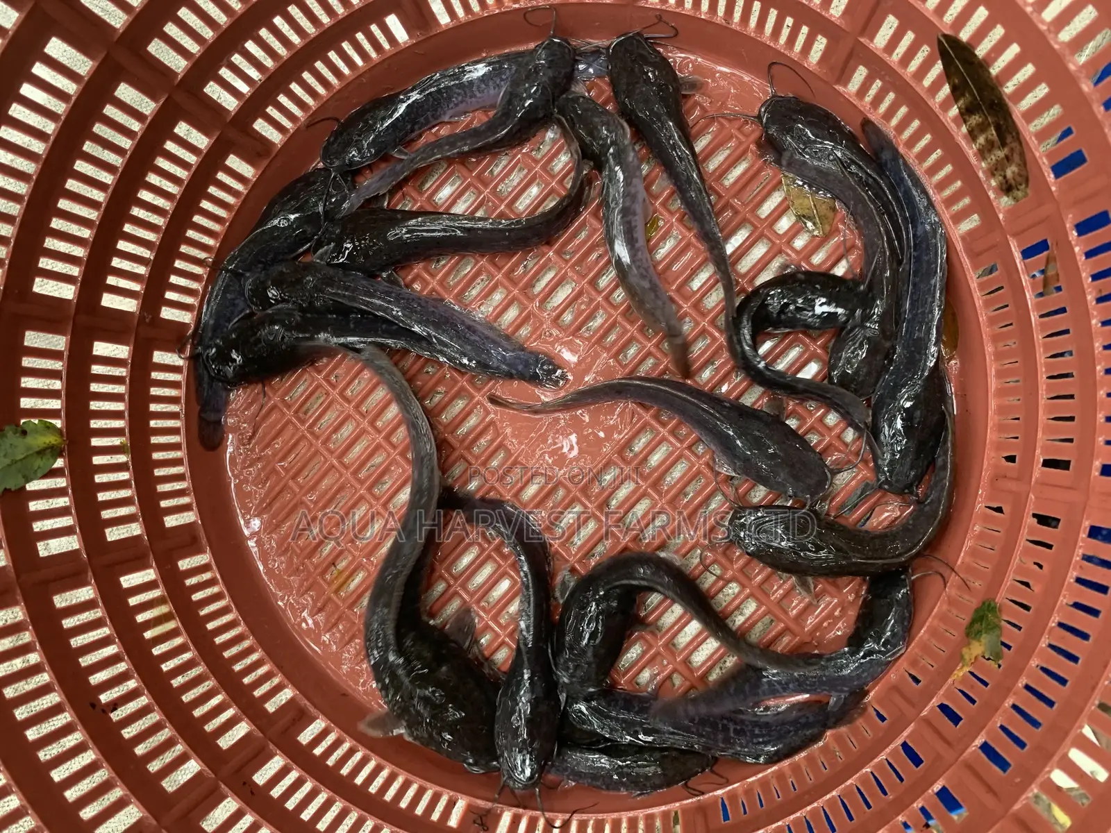Catfish Fingerlings