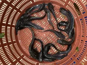 Catfish Fingerlings