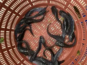 Catfish Fingerlings