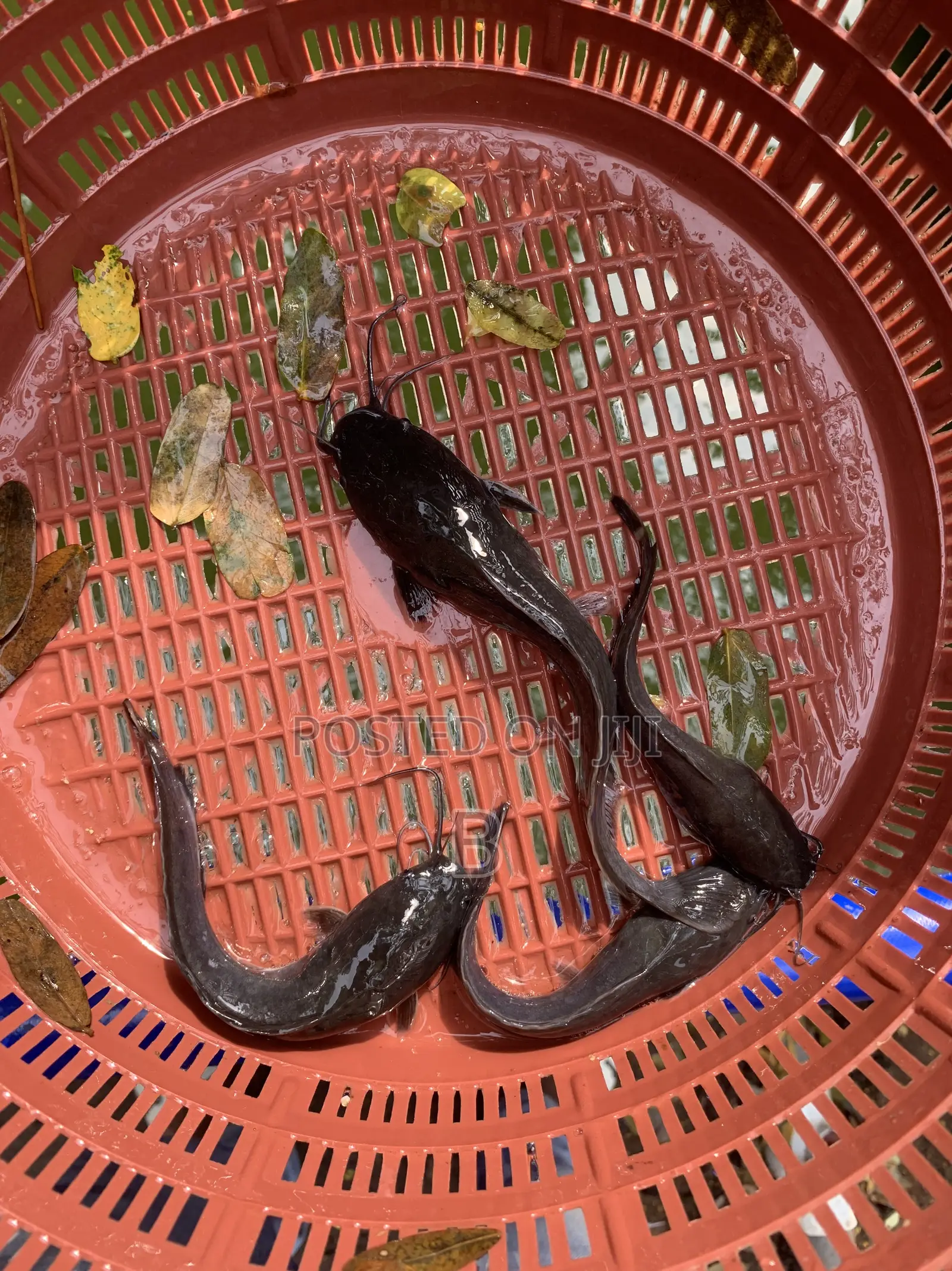 Catfish Fingerlings