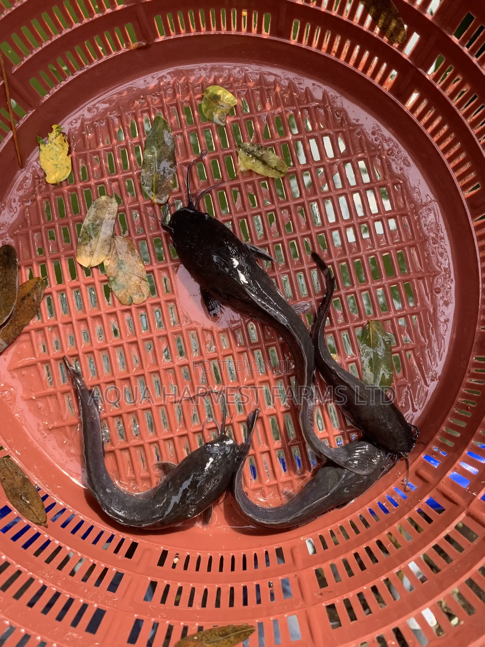 Catfish Fingerlings