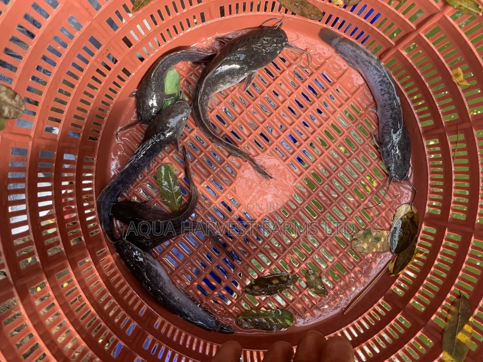 Catfish Fingerlings