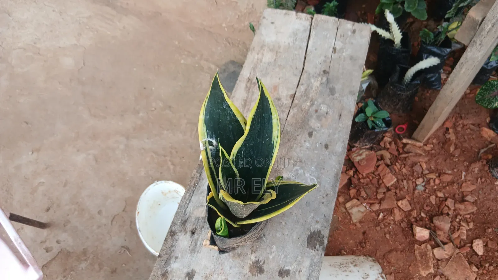 Plants for Sale