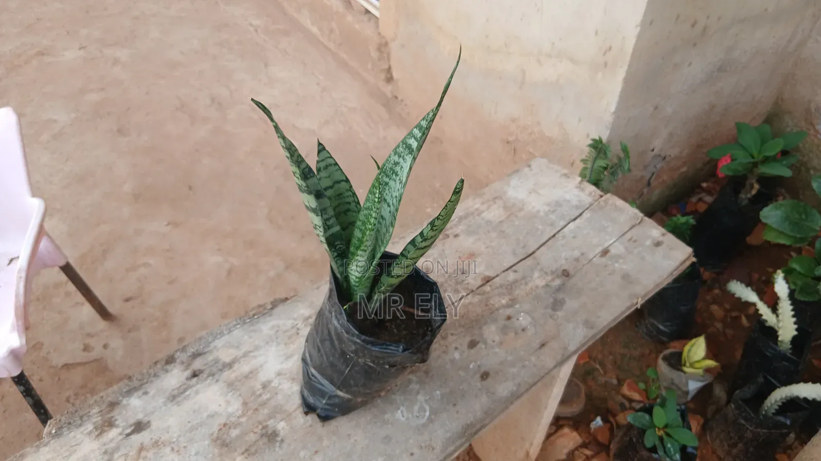 Plants for Sale