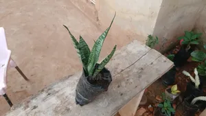 Plants for Sale