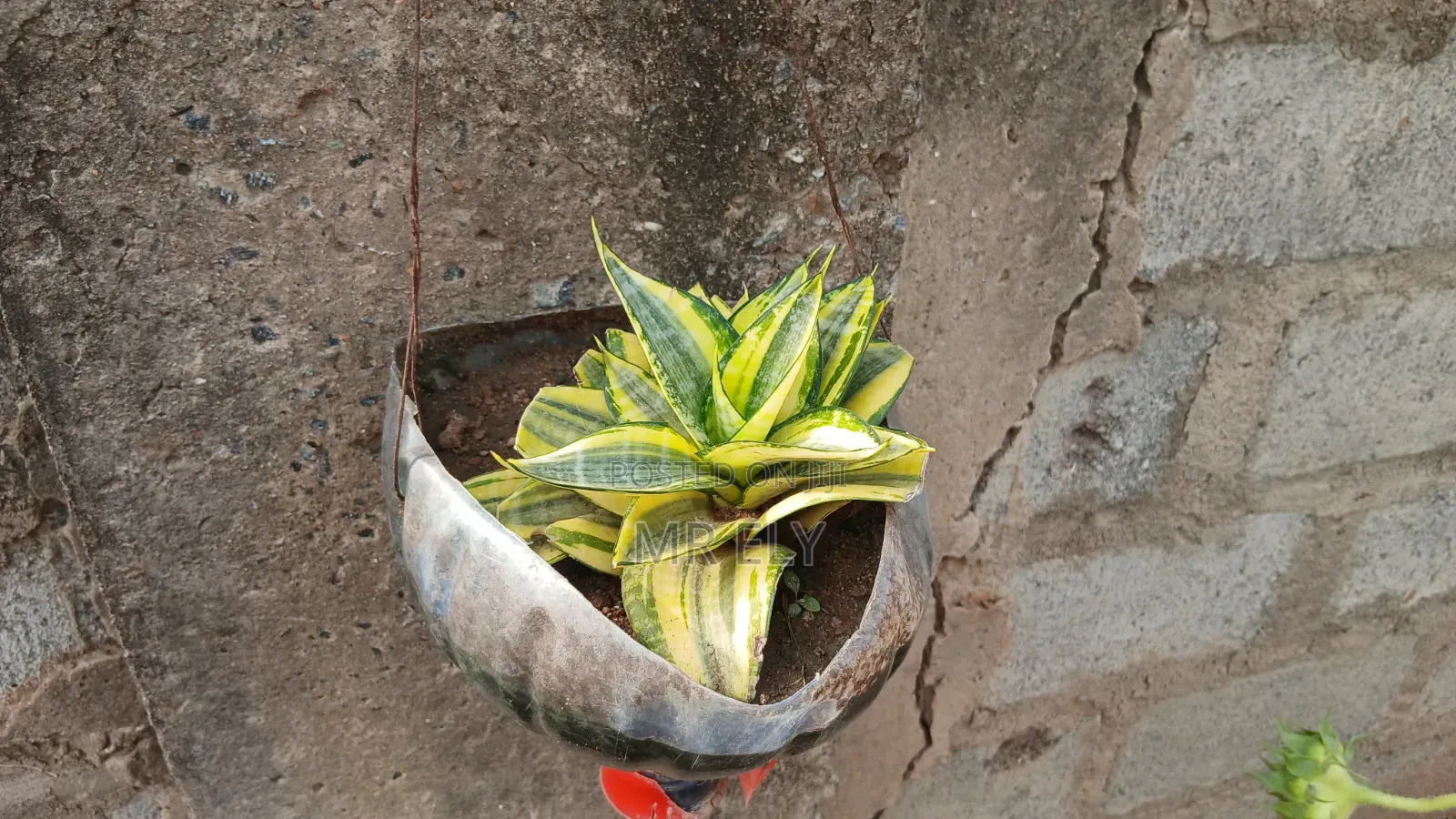Plants for Sale