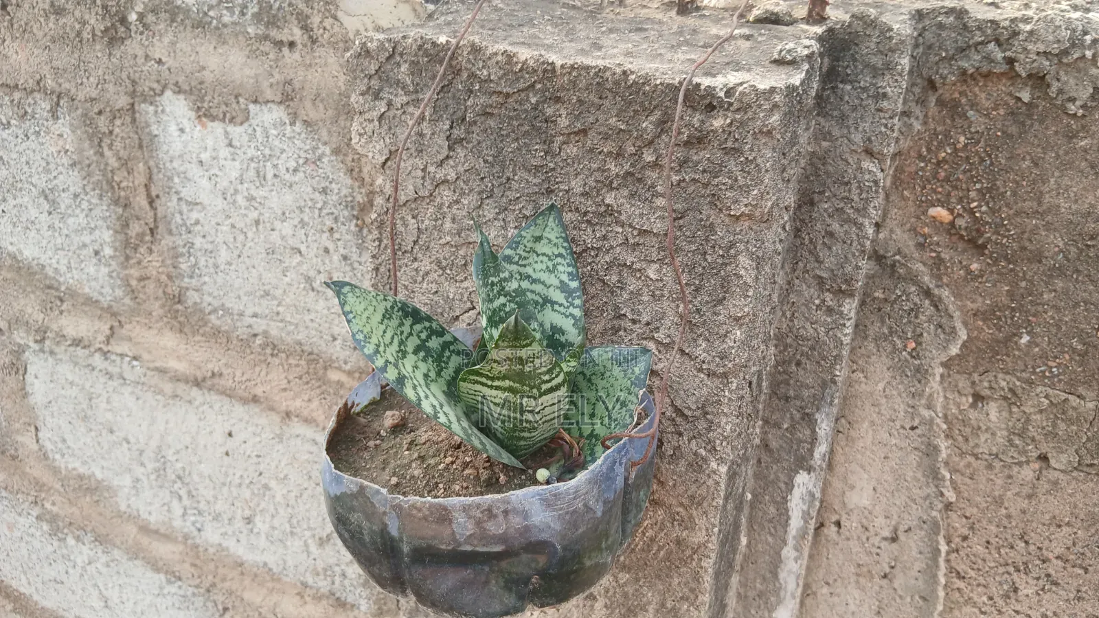 Plants for Sale