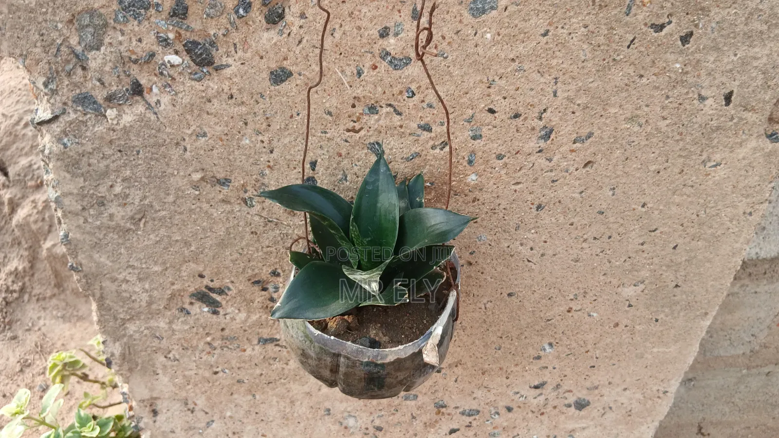 Plants for Sale