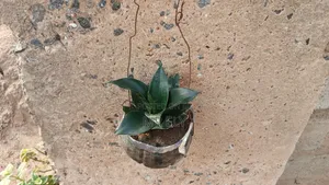 Plants for Sale