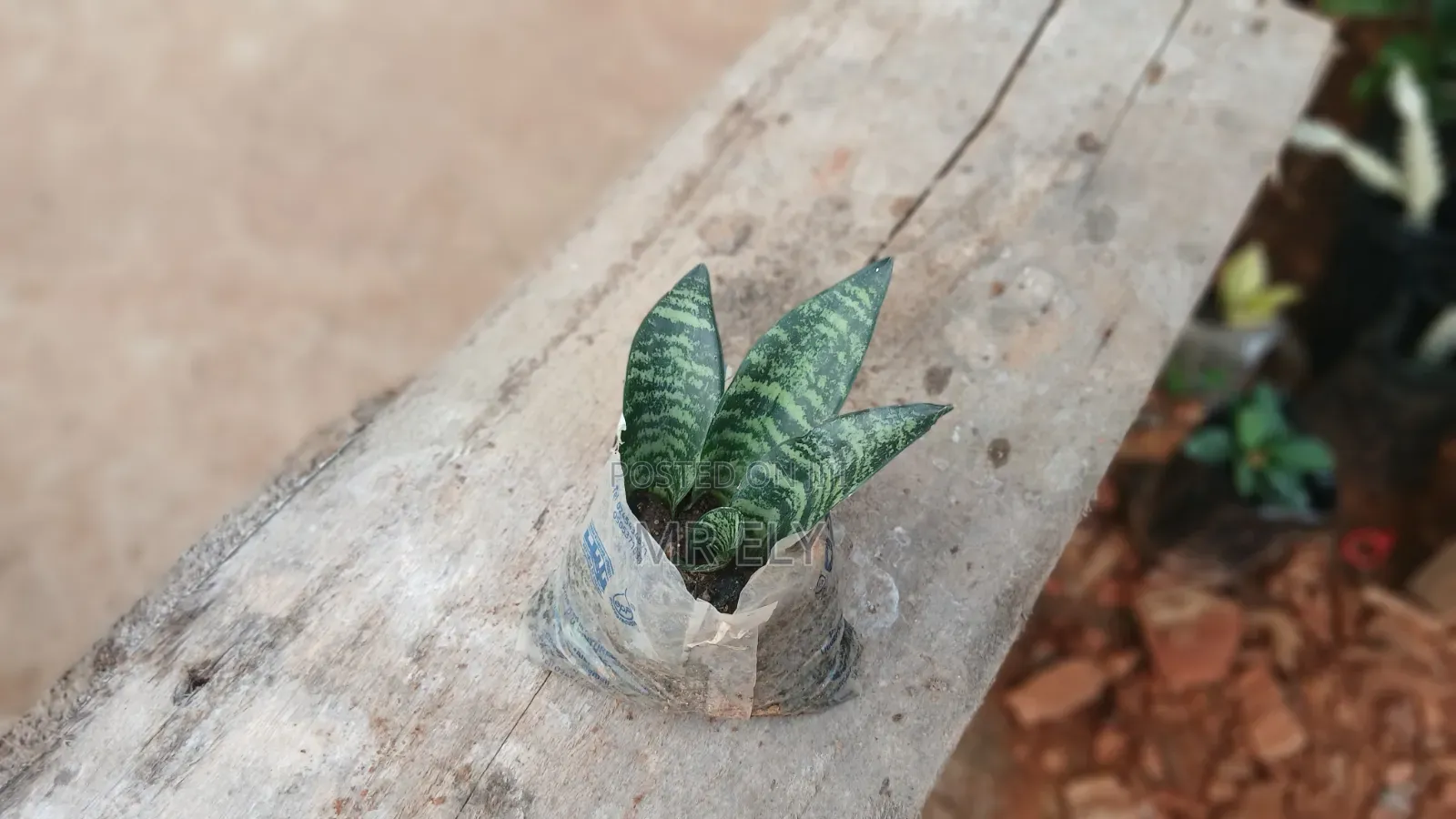 Plants for Sale