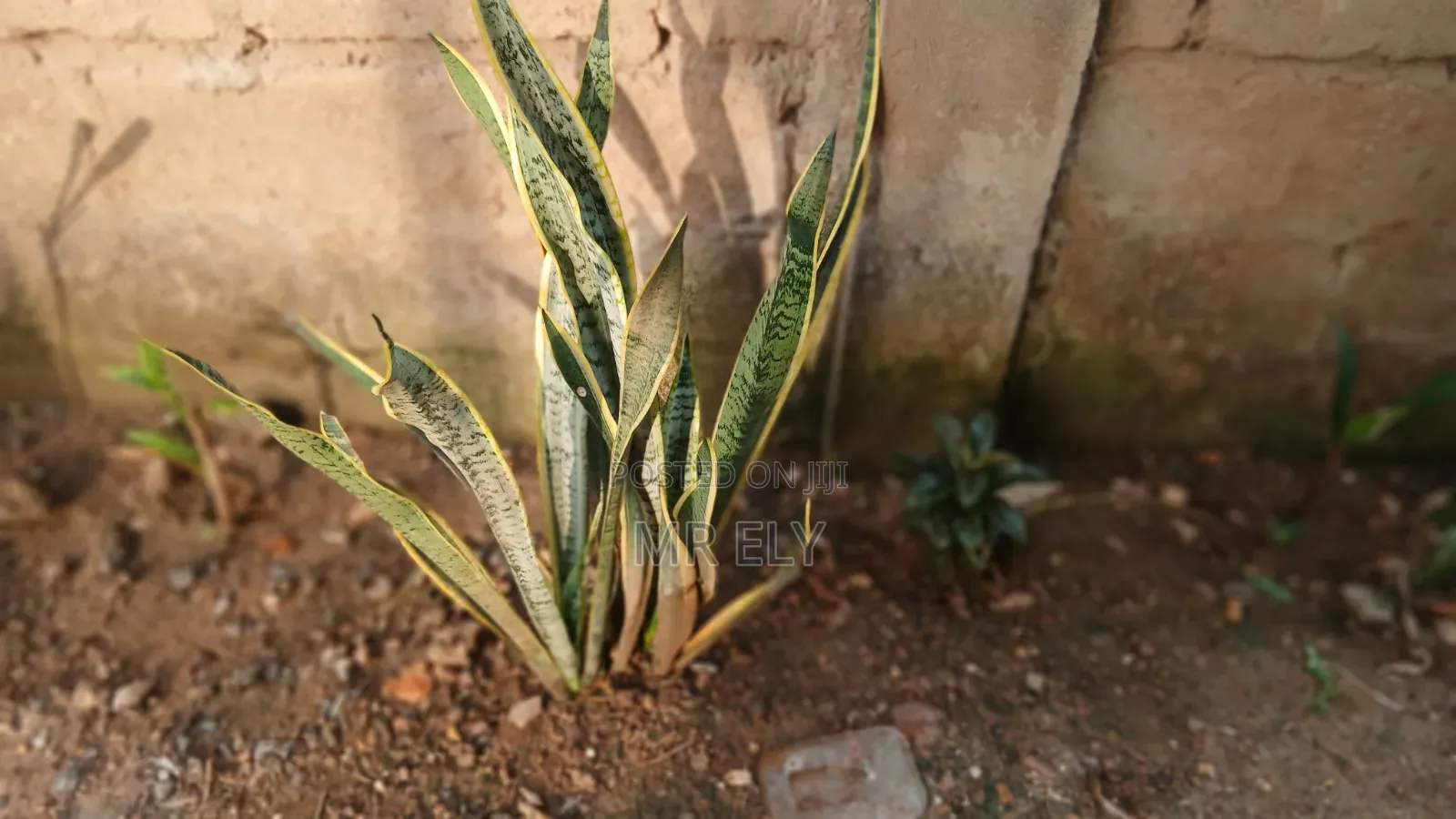 Plants for Sale