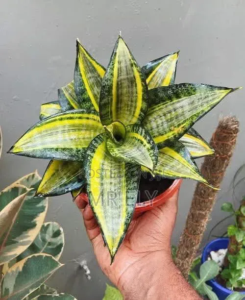 Plants for Sale