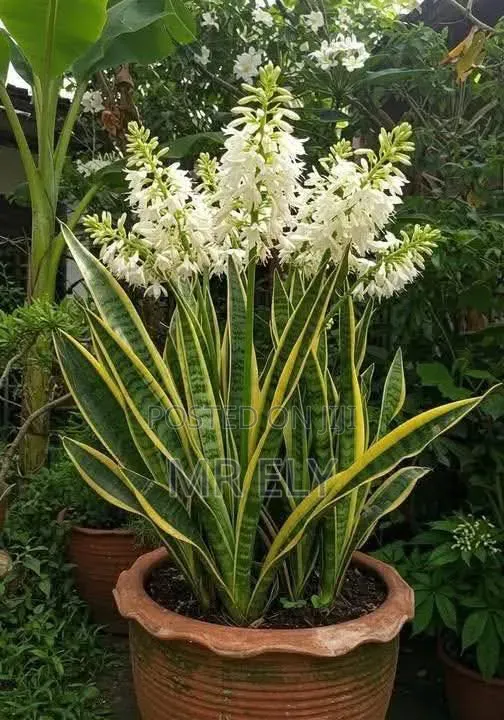 Plants for Sale