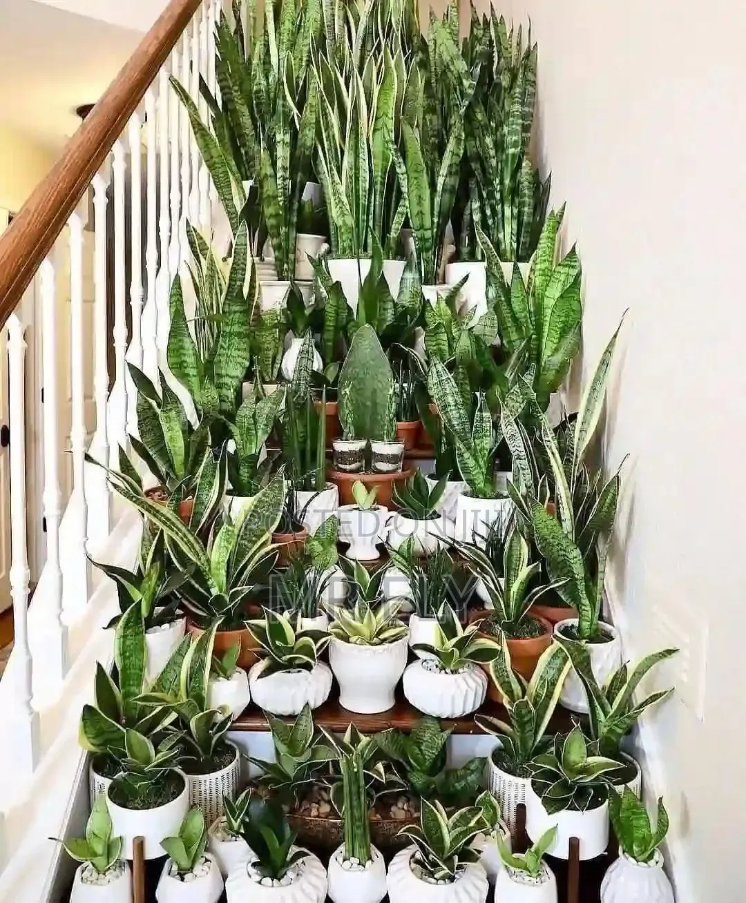 Plants for Sale