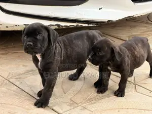 1-3 months Male Purebred Boerboel