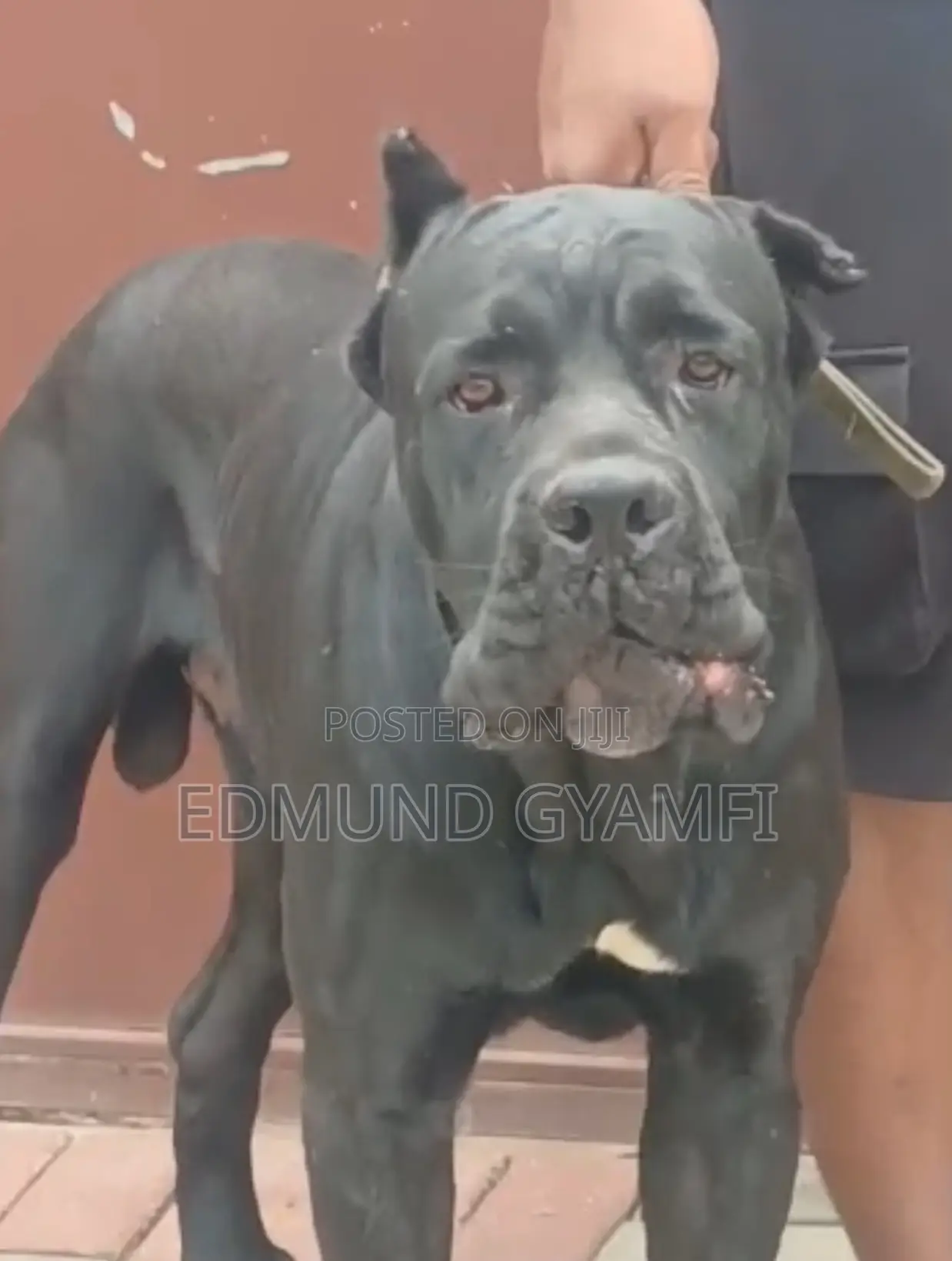 1+ year Male Purebred Cane Corso