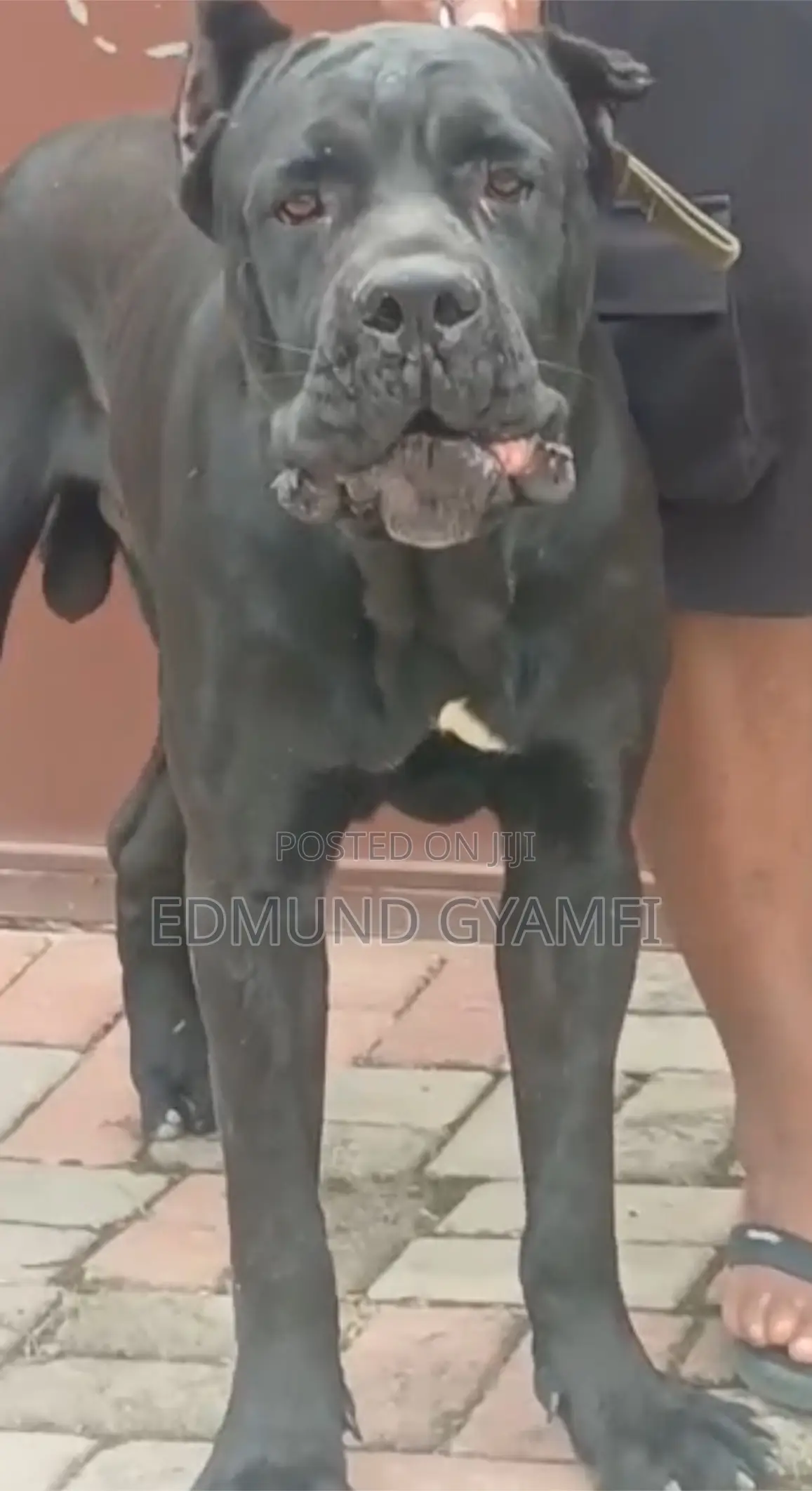 1+ year Male Purebred Cane Corso