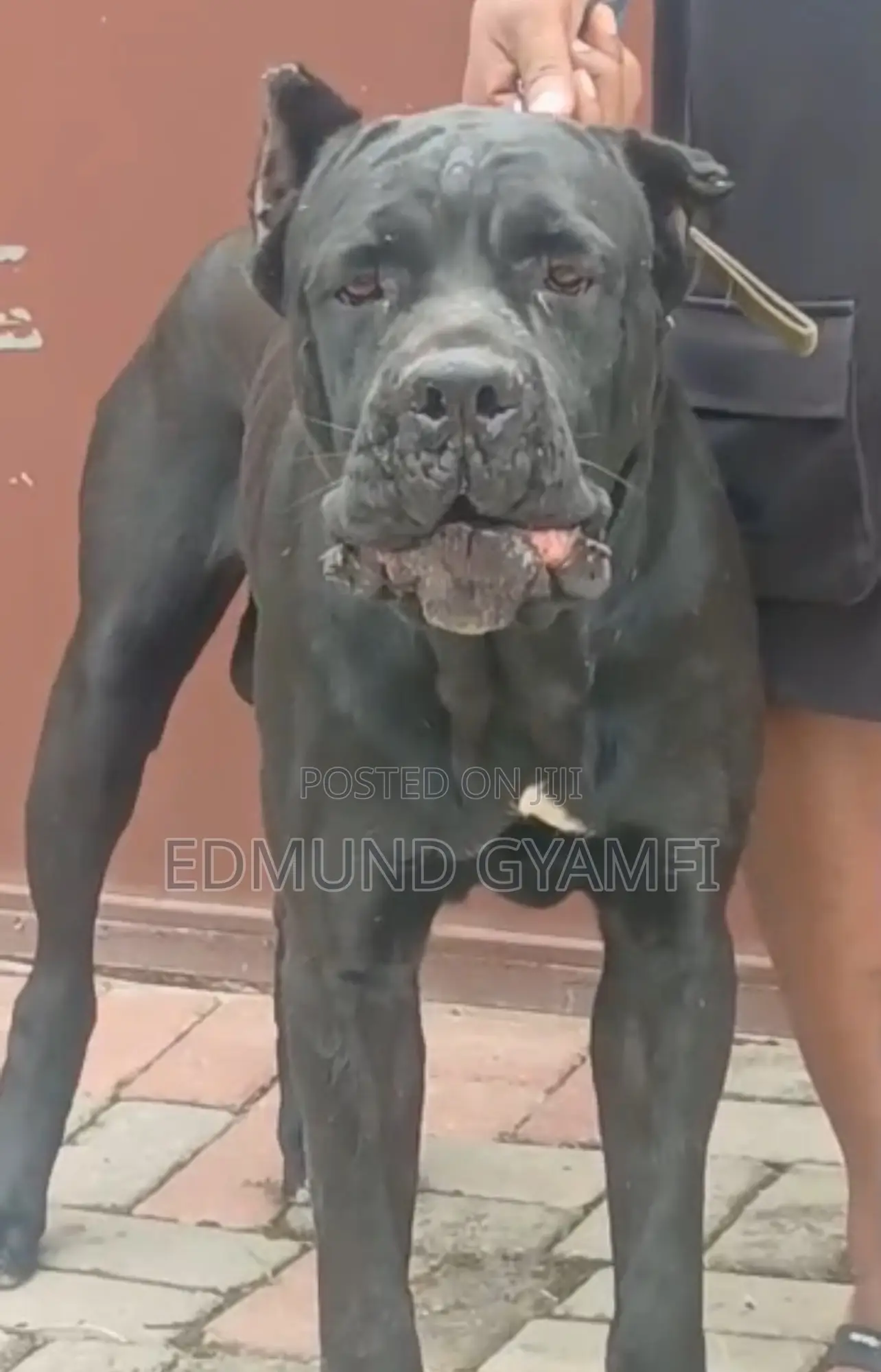 1+ year Male Purebred Cane Corso