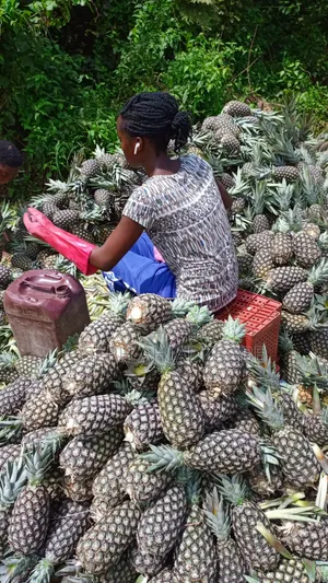 Sugar Loaf Pineapple for Sale.