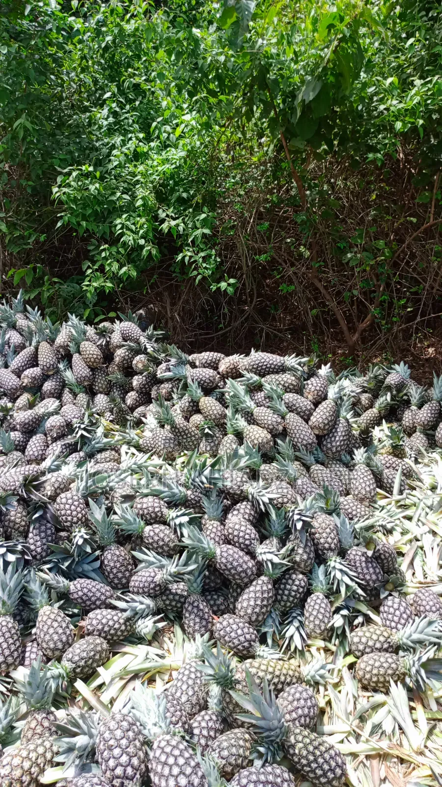 Sugar Loaf Pineapple for Sale.