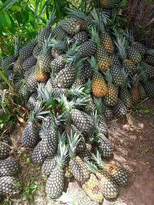 Sugar Loaf Pineapple for Sale.