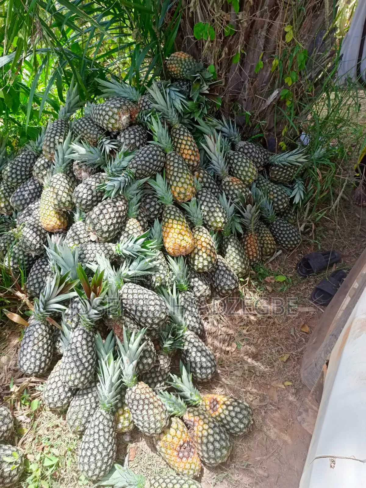 Sugar Loaf Pineapple for Sale.