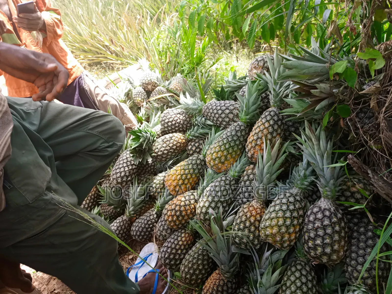 Sugar Loaf Pineapple for Sale.