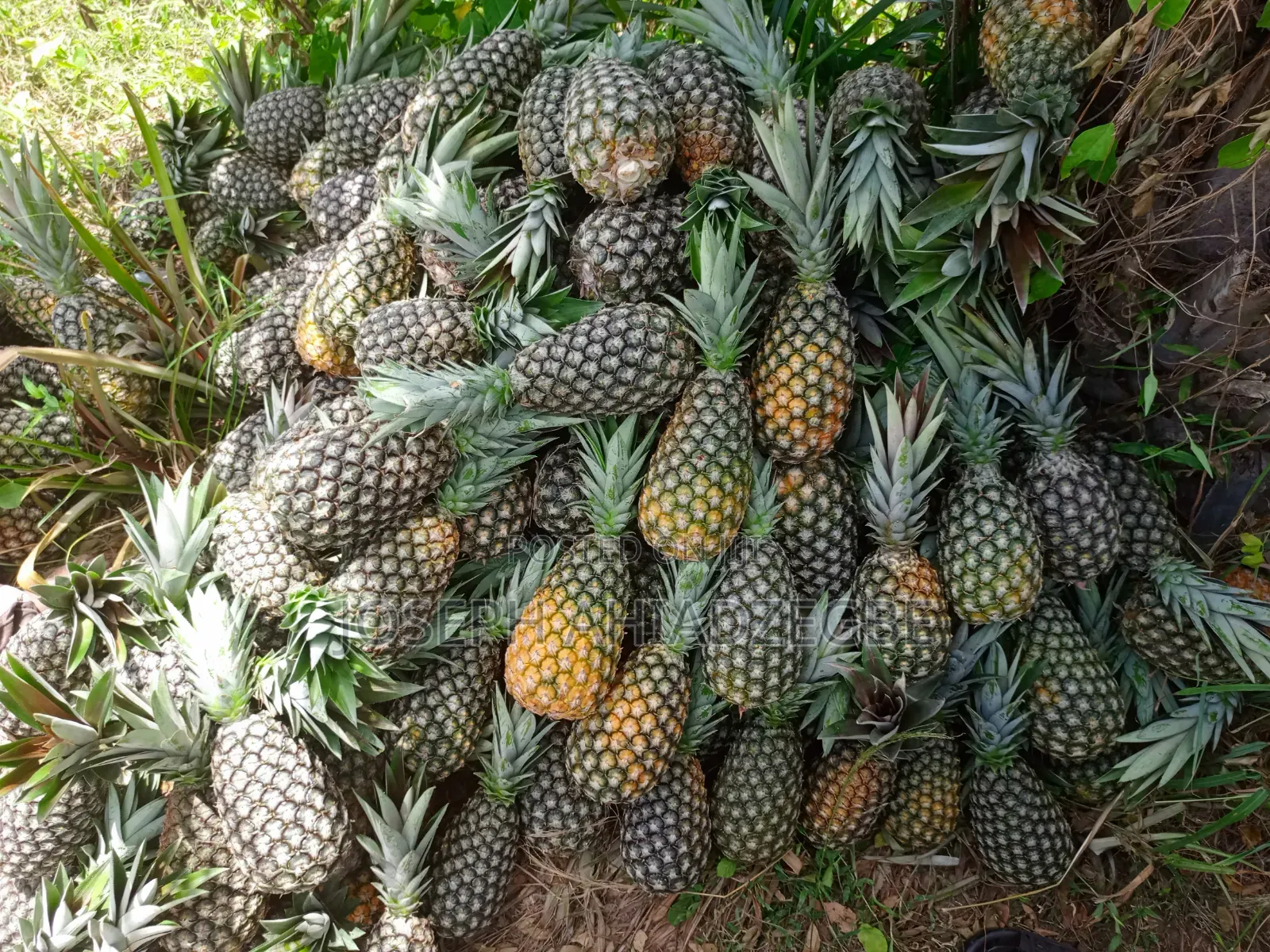 Sugar Loaf Pineapple for Sale.