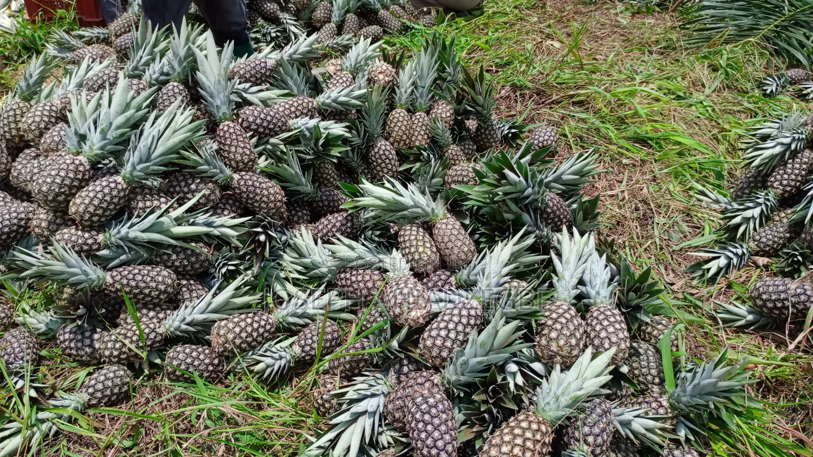 Sugar Loaf Pineapple for Sale.