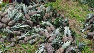 Sugar Loaf Pineapple for Sale.
